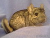 Chinchilla camarón